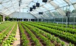 革新种植技术：支架种植的未来趋势与应用