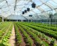 革新种植技术：支架种植的未来趋势与应用